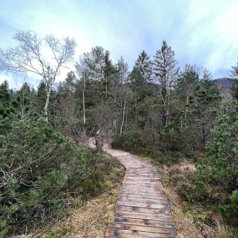 entspannte Wanderwege durch die Inzeller Filzen im Chiemgau