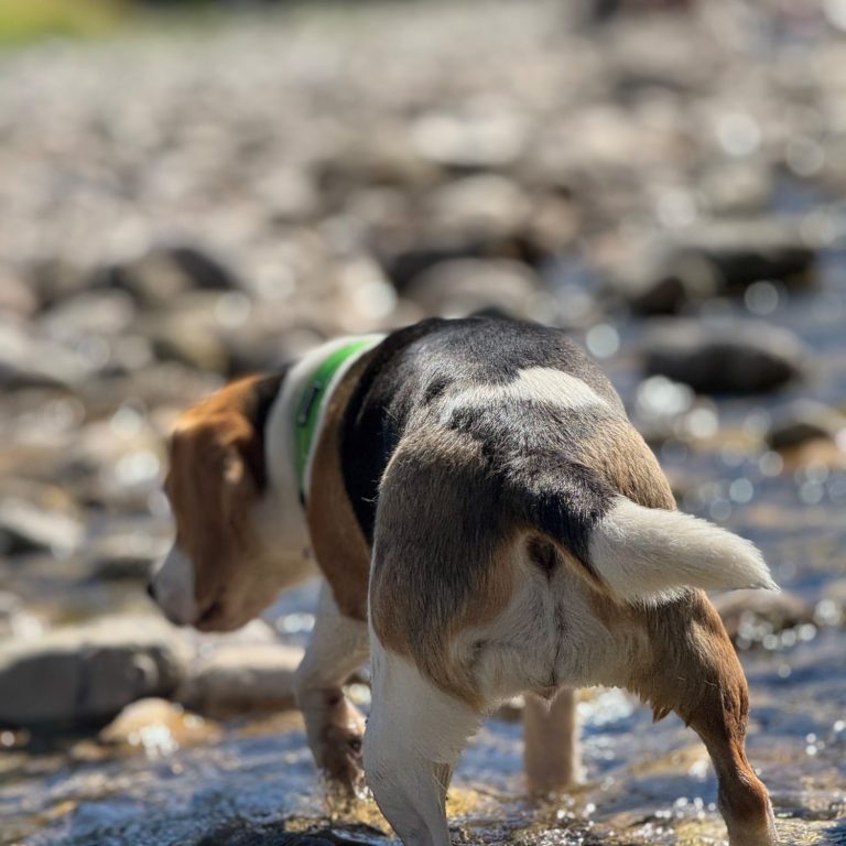 kühler Badeplatz für Hunde im Chiemgau