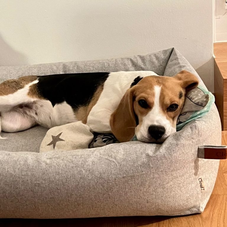 Auswahl an hochwertigen, hygienisch gereinigten Hundebetten in verschiedenen Größen