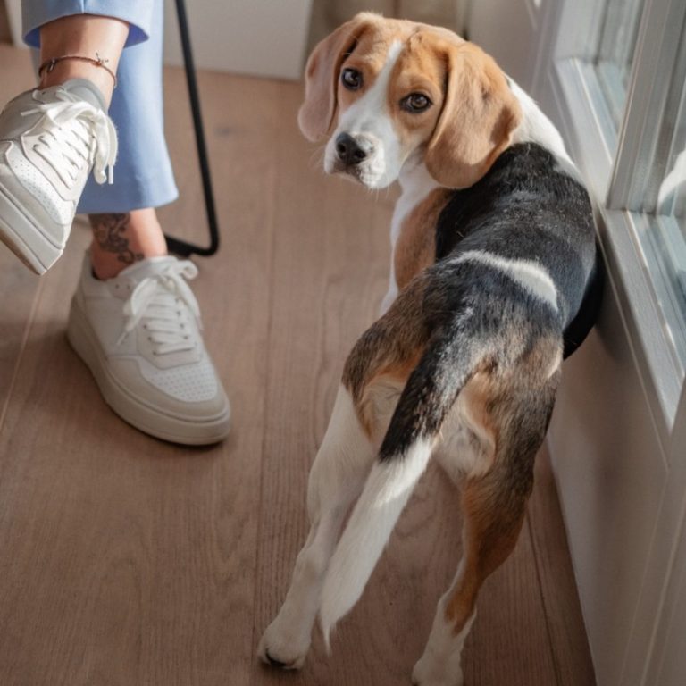 Winnie von Chiemgau mit Pfoten